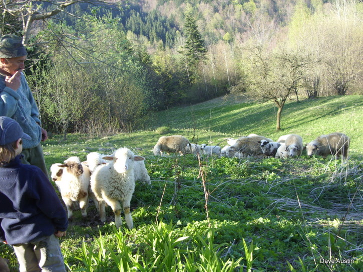 Highlander, his lambs and our favourate young brit.